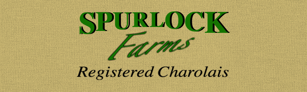 Spurlock Farms Registered Charolais